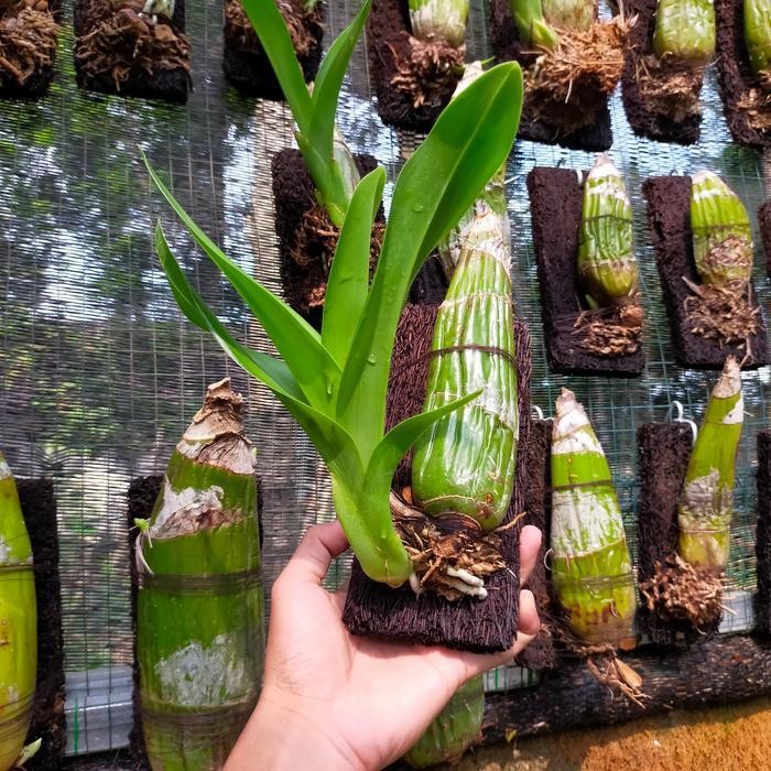 anggrek Grammatophyllum measuresianum Diskon