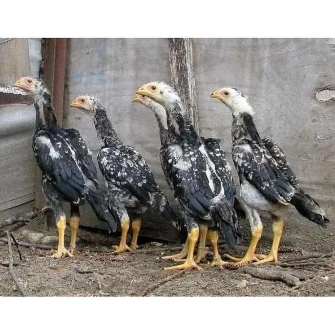 

TELUR VERTIL AYAM SHAMO JAPAN