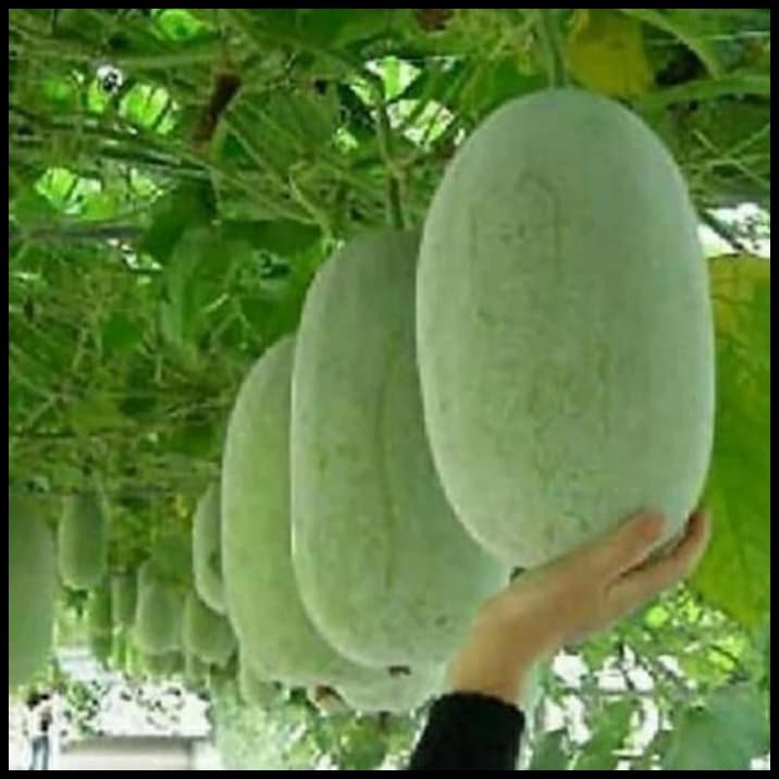 

Buah Bligo Kundur Fresh 3 Kg Buah Herbal Beligo Segar