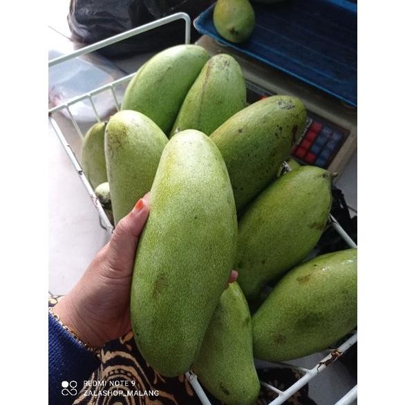 

Terbaru 1Kg Pencit Fresh Kriuk Jual Buah Mangga Muda Malang Murah Gratis Ongkir