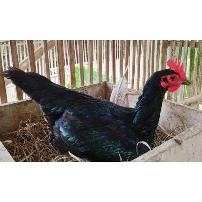 

TELUR AYAM PAMA NINJA IQ F1/TELUR VERTIL AYAM PETARUNG