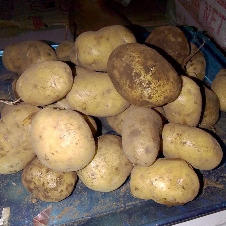 

Bisa Disesuaikan Kentang Granola/Sayur Ukuran Cd Siomay