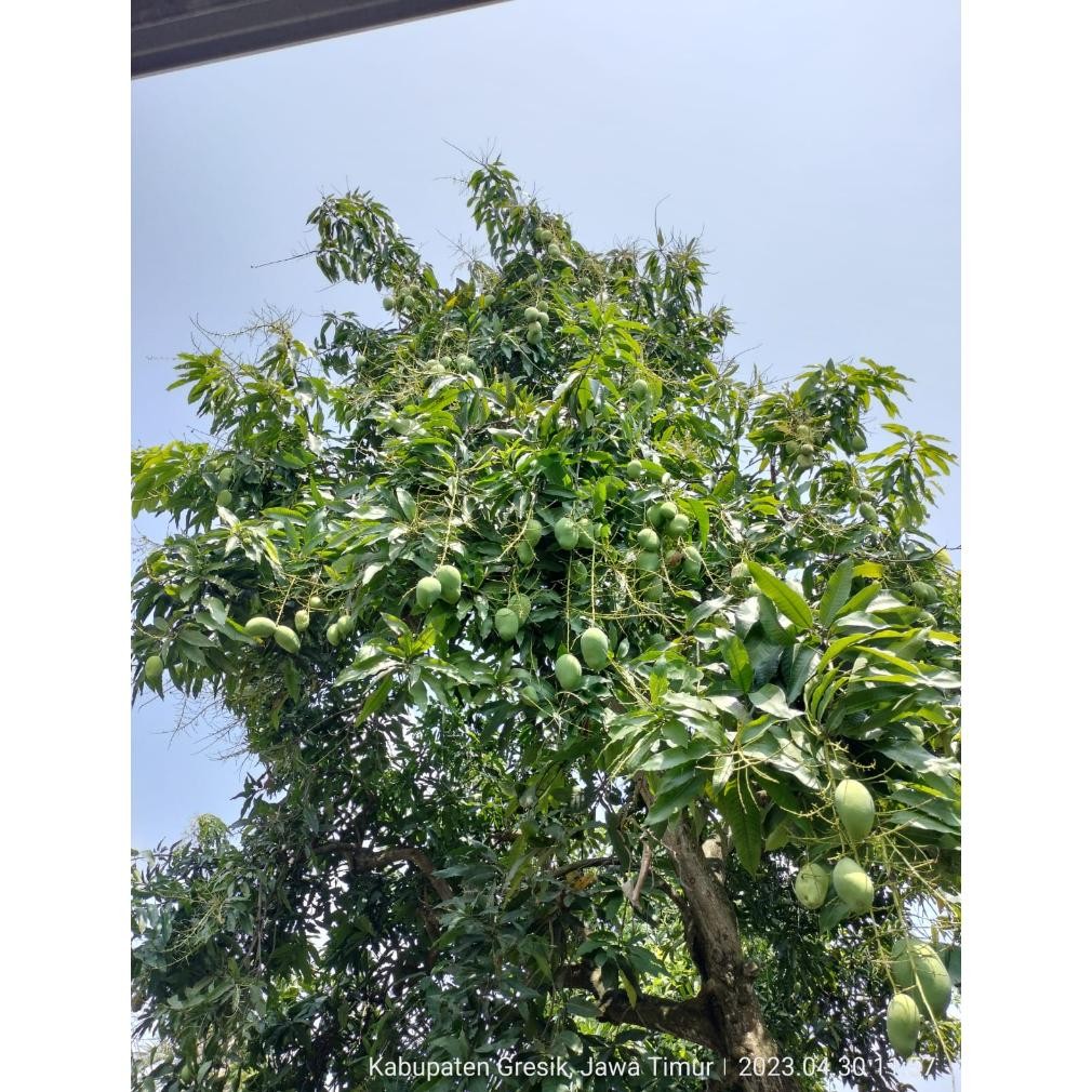 

Premium Terbaik Mangga Madu Krompol Fresh