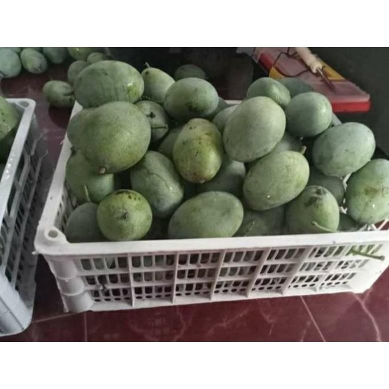 

Garansi Buah Mangga Manalagi Mentah.1 Kg