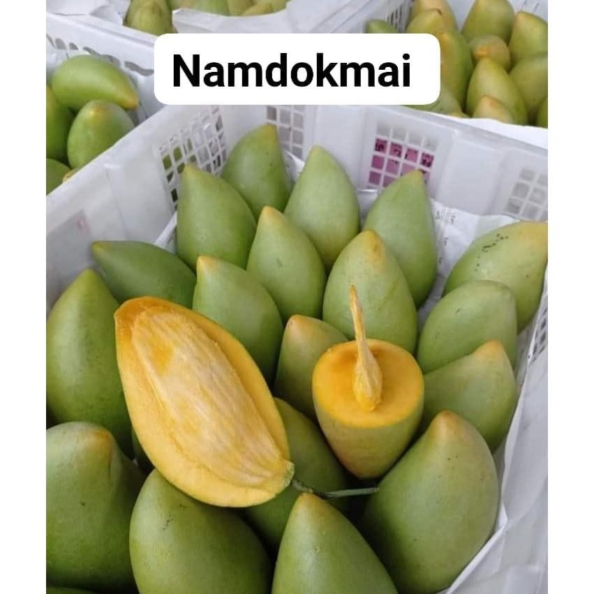 

Unik Mangga Okyong Muda Atau Yg Tua 1Kg Isi 4,5,6 Bisa Reques Capur
