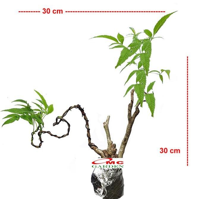 Bonsai Bonsa Berlangkas Kedondong Laut Polyscias Fruticosa Andong 001 Produk Lengkap