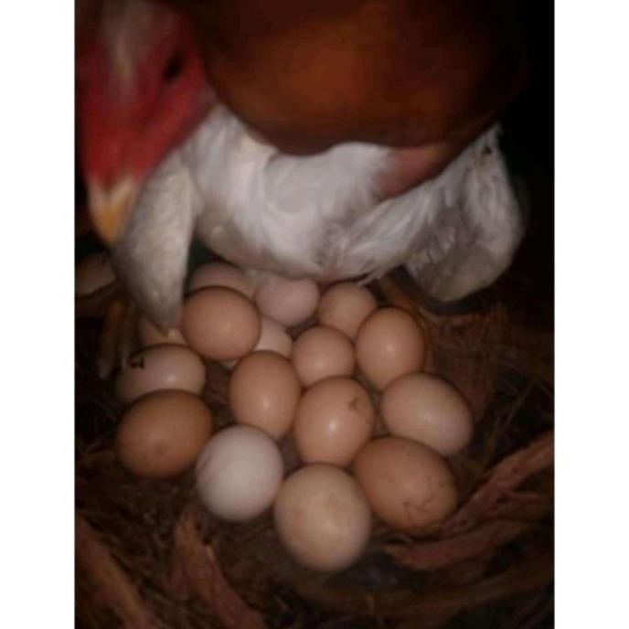 

TELUR AYAM PAKHOY BRAKOT VERTIL SIAP DI TETASKAN JAMINAN SUPER OIGINAL BERGARANSI