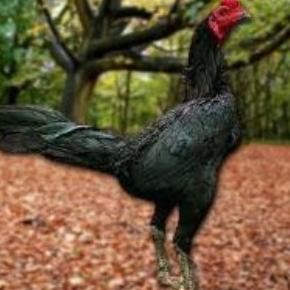 

TELUR AYAM PAKHOY X PAMA VERTIL SIAP DI TETASKAN JAMINAN SUPER OIGINAL BERGARANSI