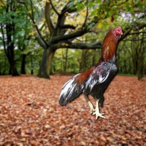 

TELUR AYAM PAKHOY SUPER VERTIL SIAP DI TETASKAN JAMINAN SUPER OIGINAL BERGARANSI VALID