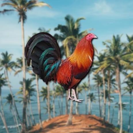 

TELUR AYAM PHILIPIN ASLI AK47 BISA UNTUK DI TETASKAN ORI VERTIL