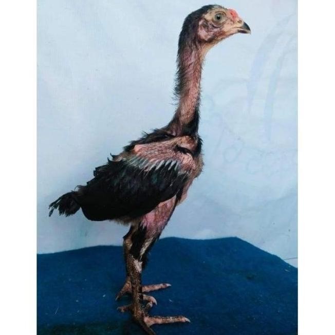 

TELUR VERTIL AYAM GANOI/TELUR AYAM KAKI GUNUNG/TELUR AYAM KAKI SETAN