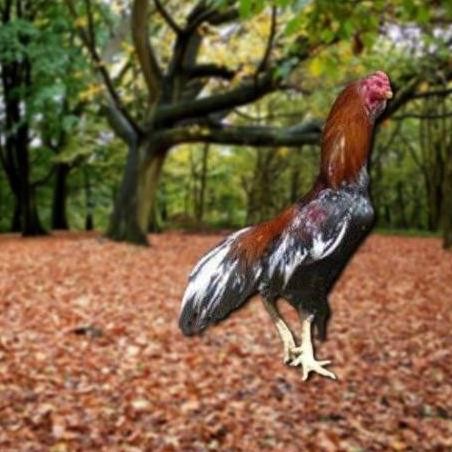 

TELUR AYAM PAKHOY SUPER VERTIL SIAP DI TETASKAN JAMINAN SUPER OIGINAL BERGARANSI VALID