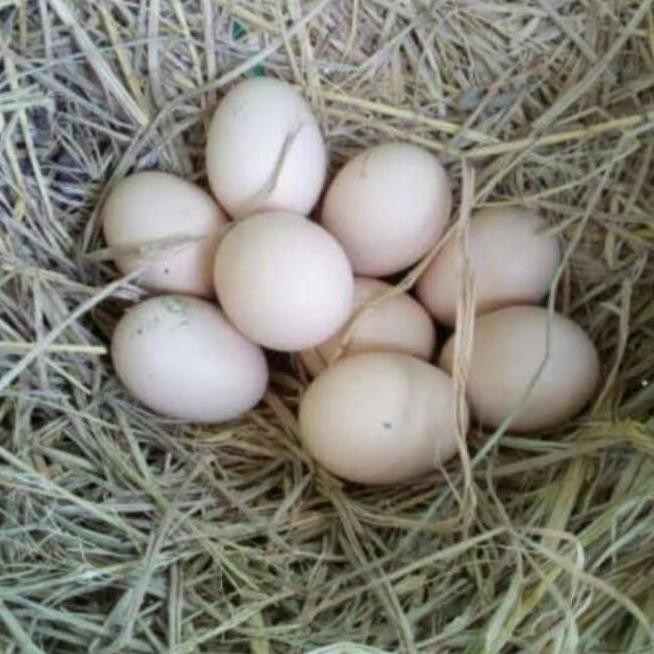 

TELUR AYAM PAKHOY WHITE KING VERTIL SIAP DI TETASKAN JAMINAN SUPER OIGINAL BERGARANSI