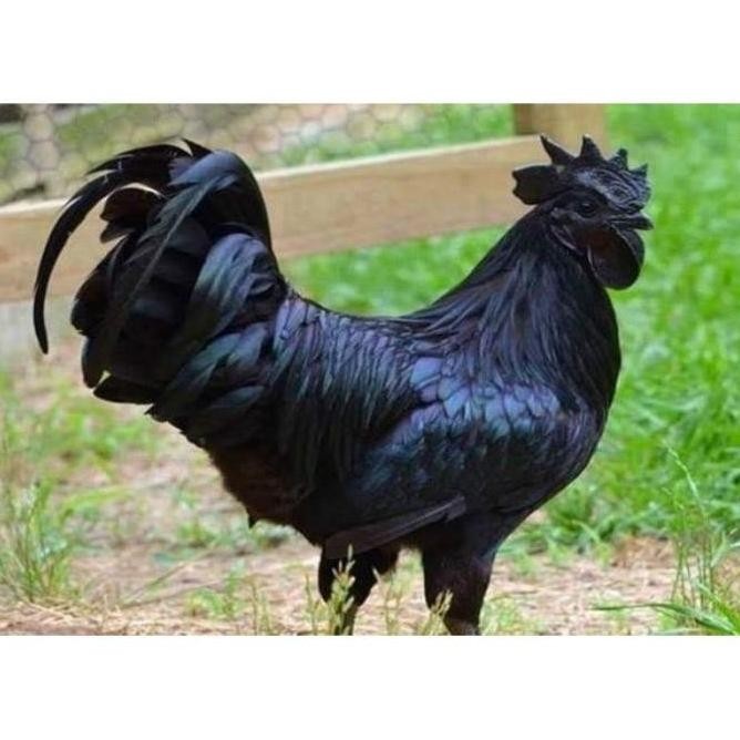 

TELUR VERTIL AYAM CEMANI SORTIR TERBAIK