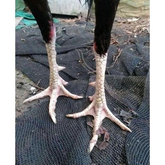 

TELUR AYAM PAKHOY ORI VERTIL SIAP DI TETASKAN JAMINAN SUPER OIGINAL BERGARANSI