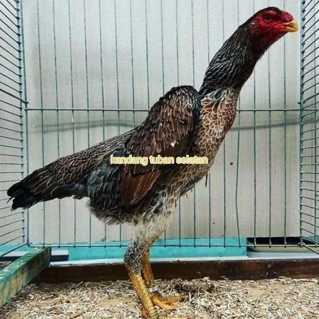 

TELUR VERTIL AYAM SHAMO JAPAN ORINAL