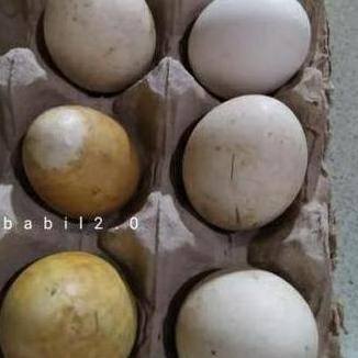 

TELUR TETAS BELIBIS VERTIL