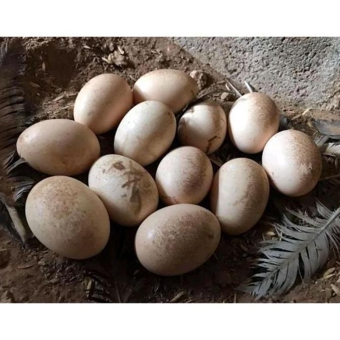 

TELUR AYAM SHAMO TARUNG VERTIL ORIGINAL RESMI