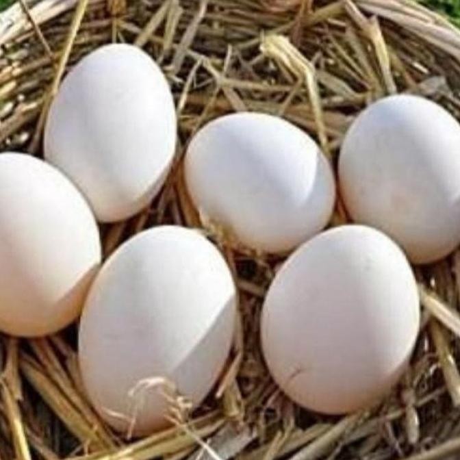 

TELUR AYAM KAMPUNG VERTIL/TELUR AYAM KAMPUNG ORIGINAL/TELUR ORGANIK