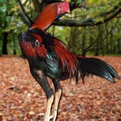 

TELUR AYAM PAKHOY ORI THAILAND VERTIL SIAP DI TETASKAN JAMINAN SUPER ORI BERGARANSI