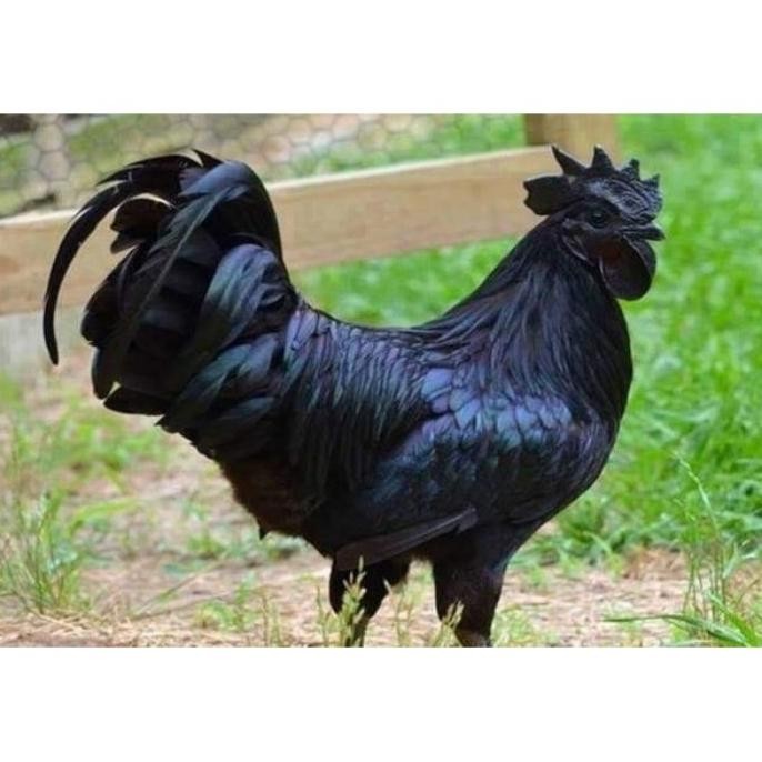 

TELUR VERTIL AYAM CEMANI SORTIR TERBAIK