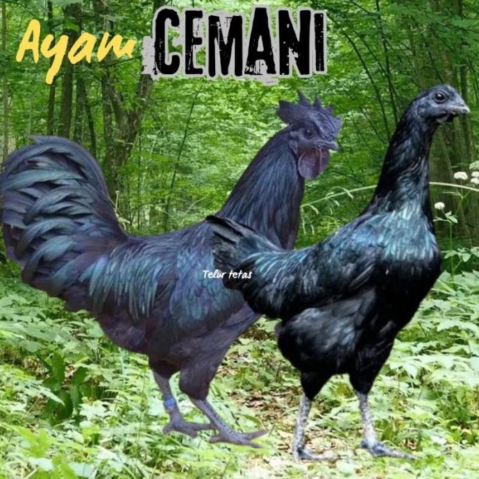 

TELUR AYAM CEMANI LIDAH HITAM (ASLI) BISA UNTUK DI TETASKAN VERTIL