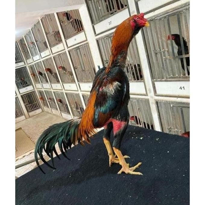 

TELUR VERTIL AYAM BANGKOK PETARUNG SUPER F1TELUR AYAM VERTIL MURAH