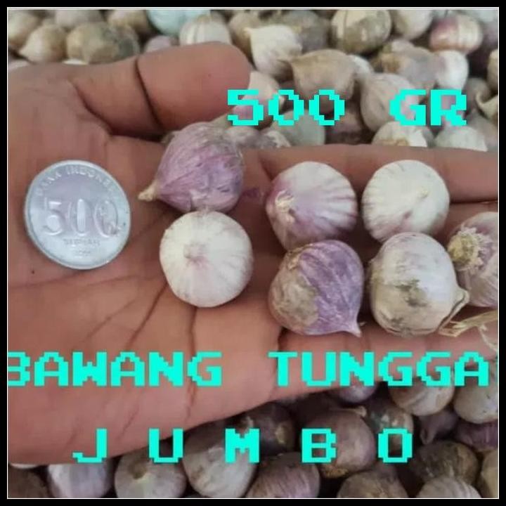 

Terlaris Bawang Putih Tunggal/Bawang Lanang Super Ukuran Besar 500Gr Good Quality