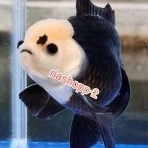 Ikan Mas Koki Panda For Aquascape Aquarium Kolam Sultan Mewah