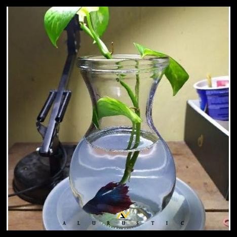 AQUARIUM MINI 500 ML / AQUARIUM IKAN CUPANG / AQUARIUM IKAN GUPPY / AQUASCAPE / VAS KACA BENING / VA