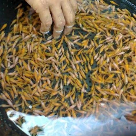 Terlaris Ikan Mas Kecil Hidup Pakan Ikan Predator