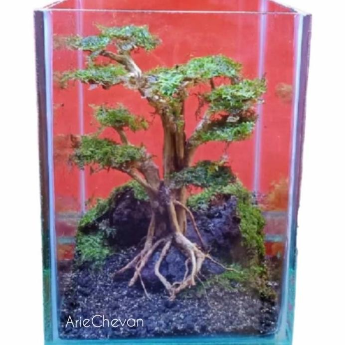 Terlaris 1 Set Aquascape Mini Pohon Tree On Stone Akuarium 15X12X12 Siap Pasang