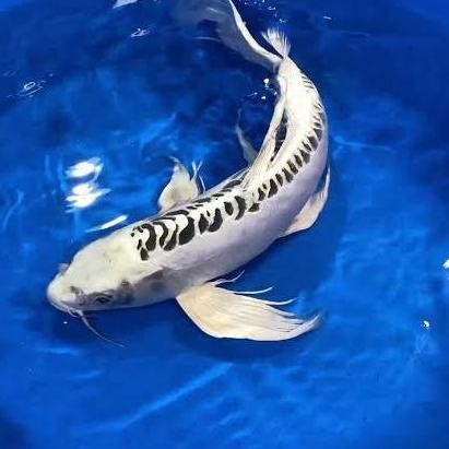 Terlaris Ikan Koi Slayer Gin Kiko 20-23 Cm Kualitas A