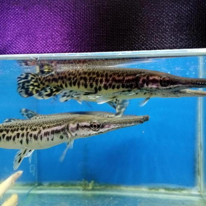 Terlaris Ikan Aligator Spatula Ukuran Size 20-25Cm Tankmate Ikan Predator