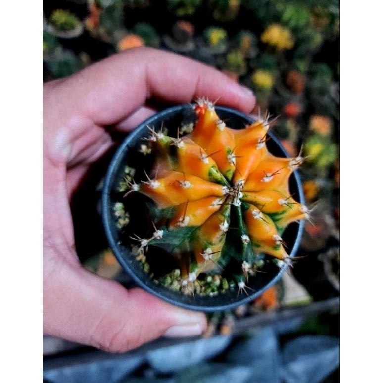 GYMNO MIHA HYBRID VAR| KAKTUS GYMNO SEEDLING | KAKTUS VARIGATA