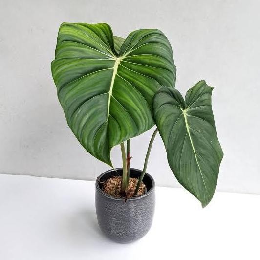 baru tanaman hias philodendron mcdowell
