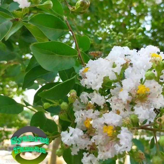 baru Terlaris Tanaman Hias Sakura Bunga Putih / Tanaman Sakura Lokal Bunga Putih / Pohon Sakura Bung