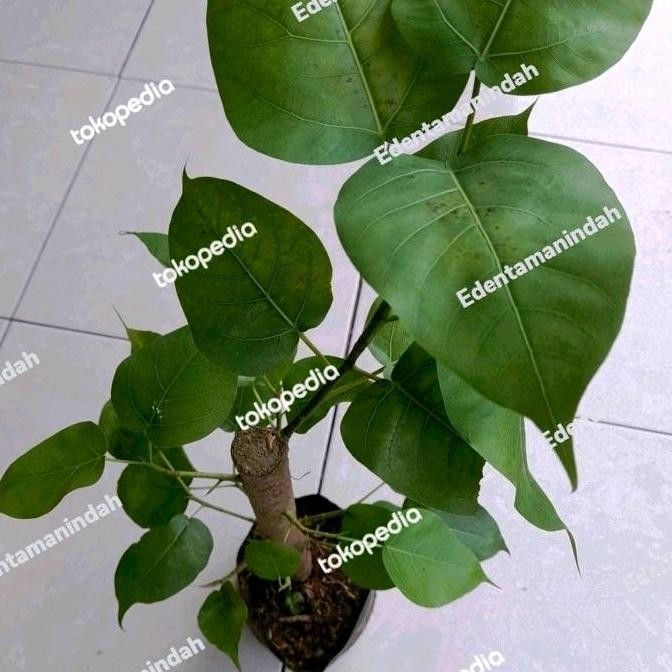 baru bibit pohon bodhi // bibit bonsai bodhi / bonsai vicus Religiosa Asli