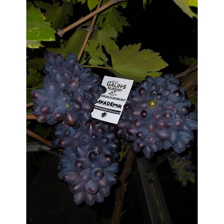 AKADEMIK TANAMAN ANGGUR IMPORT