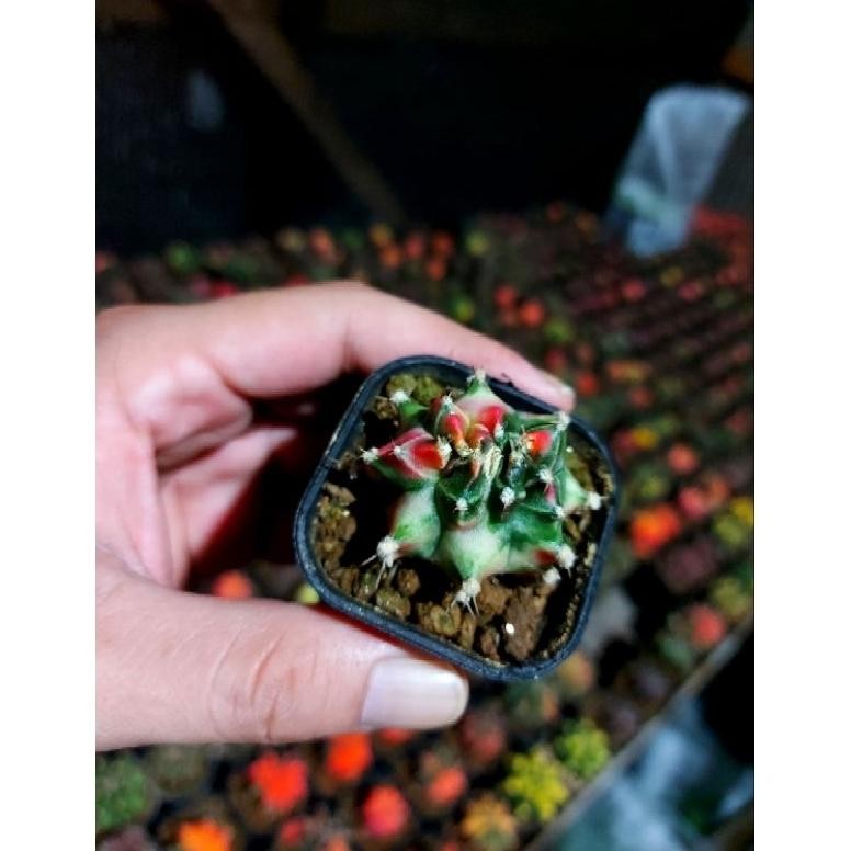 GYMNOCALYCIUM MIHANOVICHI STARFIRE DOUBLE HEAD