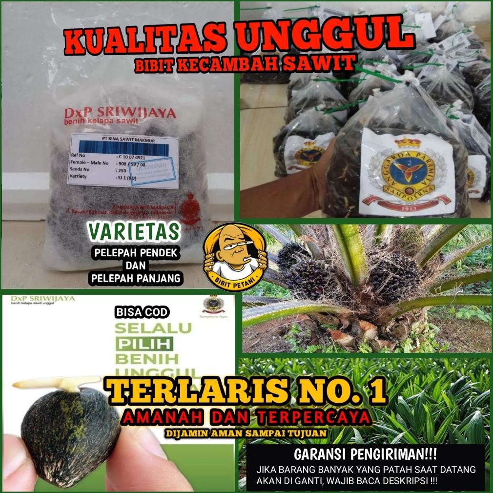 BIBIT KECAMBAH POLONG SAWIT SRIWIJAYA SJ 5 UNGGUL BERSERTIFIKAT BIBIT BENIH KECAMBAH SAWIT SRIWIJAYA