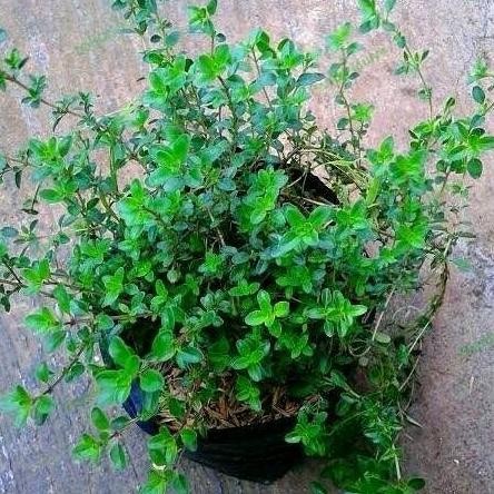 fresh Tanaman Hias Thyme // Tanaman Herbal Thyme murah