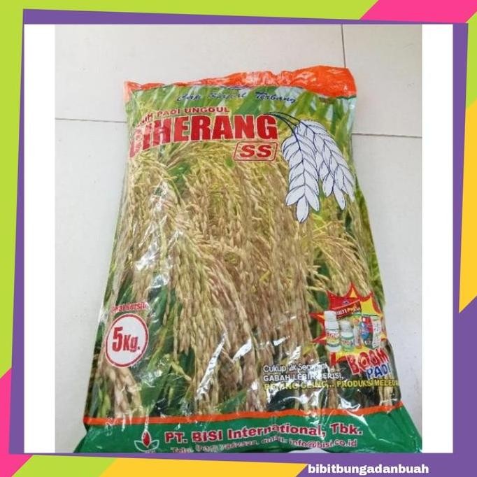 fresh Benih Padi Unggul Ciherang 5 kg - Cap Kapal Terbang murah