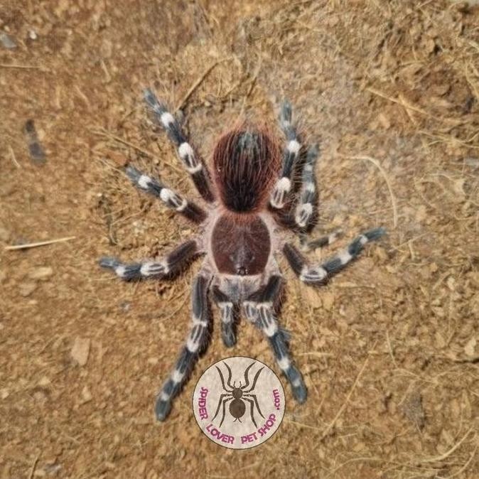 

Geniculata Female Saja Co