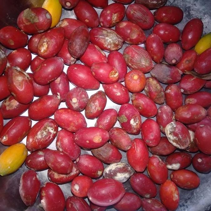 

Sayur Biji Belinjo MeLinjo Bago segar