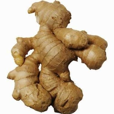 

Jahe Gajah Besar Segar | Sayur N Co Bekasi