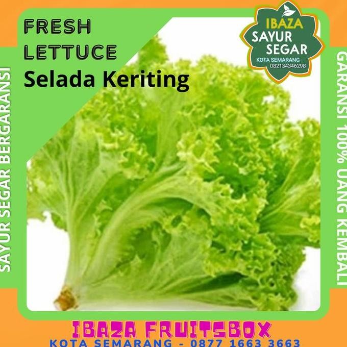 

Sayur Selada / Selada Keriting Sayur Segar IBAZA fruitsBOX