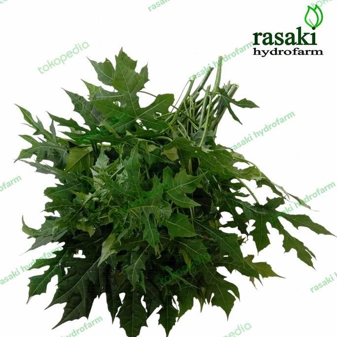 

sayur daun pepaya jepang segar rasaki