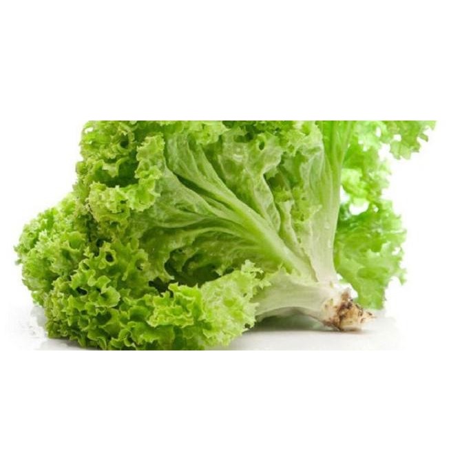 

Selada Kriting Fresh / sayur mayur segar 500 Gram