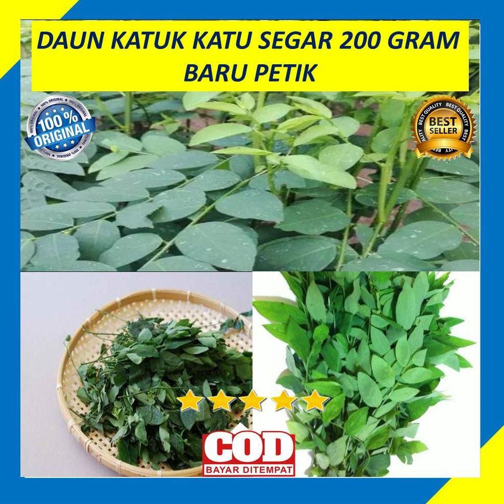 

Daun Katuk Katu Segar 200 Gram Fresh Sayur Obat Herbal